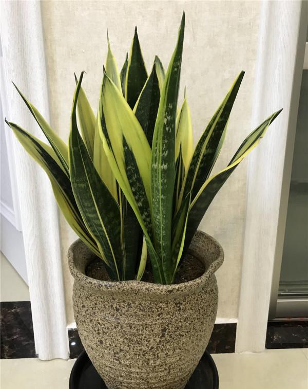 5種漂亮的花，要用“小盆”養，否則會影響生長和開花，別忽視