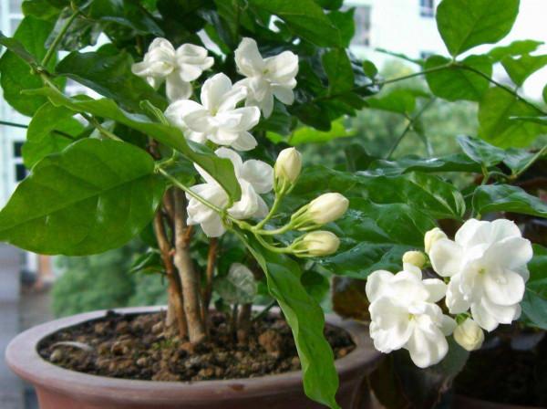 秋天養茉莉,3個“要點”要牢記,不然黃葉,落葉子,拖拉一米長 秋天養茉莉,3個“要點”要牢記,不然黃葉,落葉子,拖拉一米長