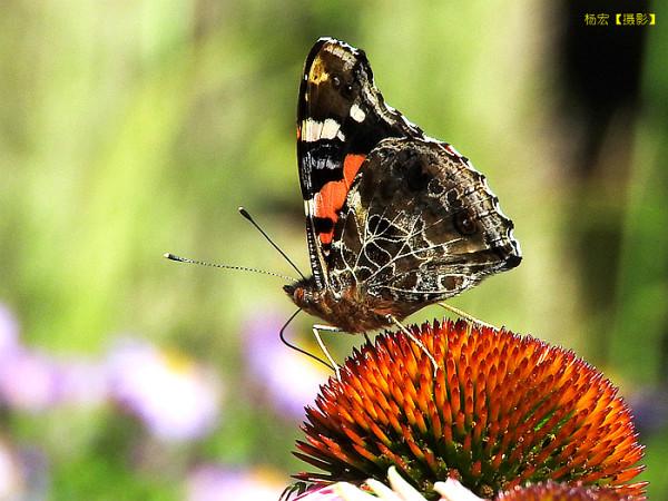 記錄蝶蟲的“偶遇”與“對話”——趣味昆蟲生態攝影