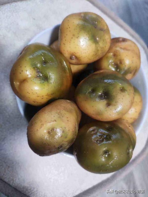土豆表皮變綠後真的帶毒素嗎?人吃了有害嗎?土豆怎樣吃最安全? 土豆表皮變綠後真的帶毒素嗎?人吃了有害嗎?土豆怎樣吃最安全?