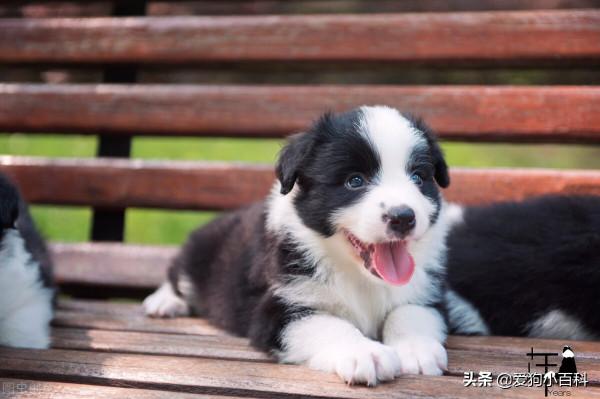 揭秘主人對寵物狗幼犬的管理方法