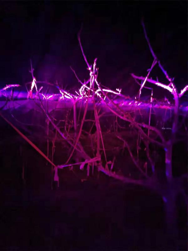 一噸煤賣2000寒流下溫室果蔬該何從,溫州農民神操作,棚內點蠟燭 一噸煤賣2000寒流下溫室果蔬該何從,溫州農民神操作,棚內點蠟燭