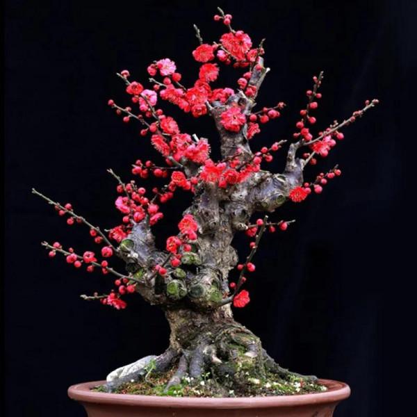 哪些花卉可以清除室內有害氣體？