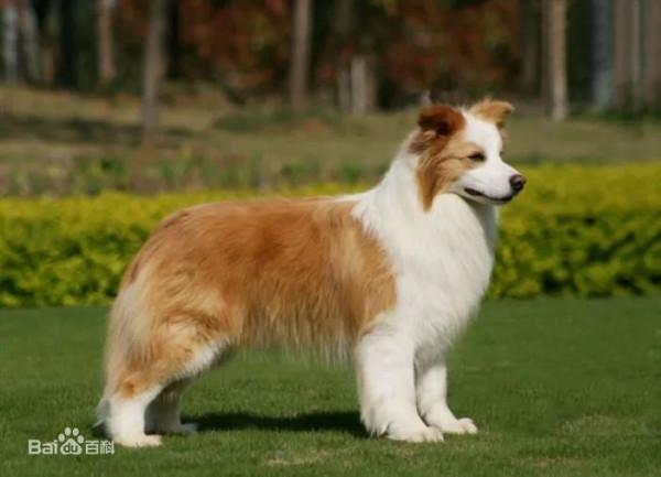 最漂亮的狗-澳大利亞牧羊犬 最漂亮的狗-澳大利亞牧羊犬