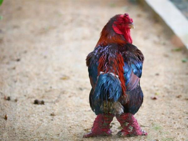 一對雞爪1萬4都拒絕賣,越南東濤雞憑啥這麼貴?我國能引進嗎? 一對雞爪1萬4都拒絕賣,越南東濤雞憑啥這麼貴?我國能引進嗎?