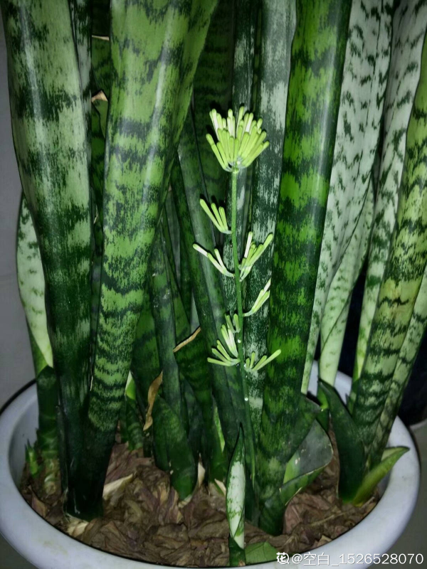 養虎尾蘭注意3個要點，葉子剛勁精神，還能躥出“小鋼芽”