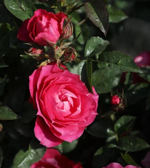 今天給花友們介紹又一款新國月——茜桃凝粉