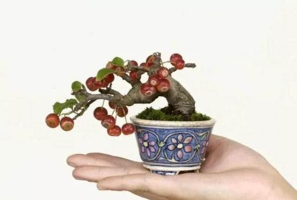 精美的袖珍盆景 精美的袖珍盆景