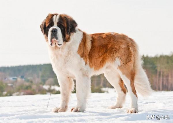 世界上50個最受歡迎的犬種的起源 世界上50個最受歡迎的犬種的起源