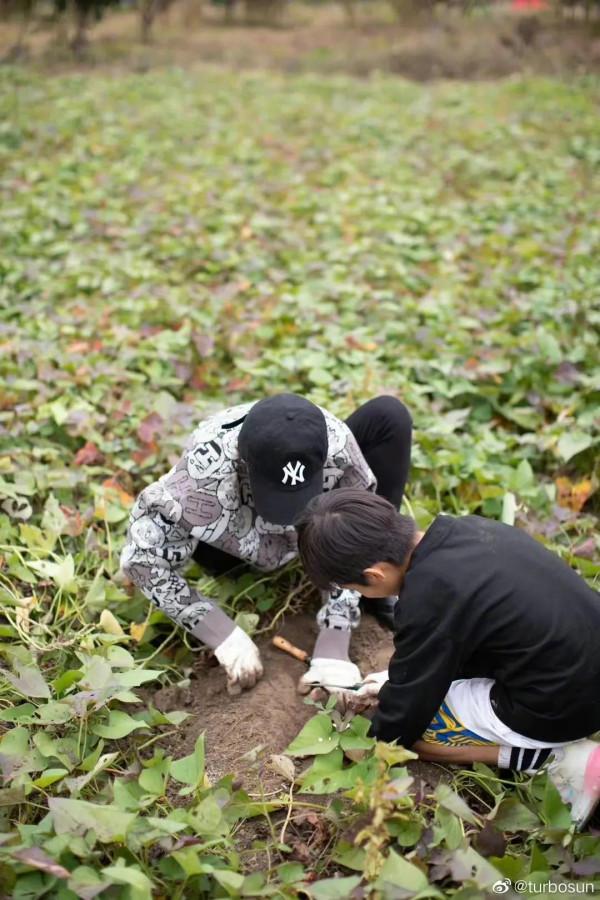 孫儷一家挖紅薯