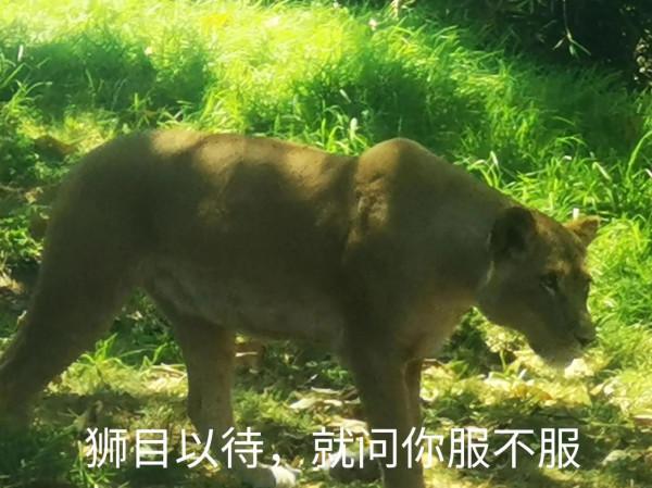 奧克蘭動物園一日遊