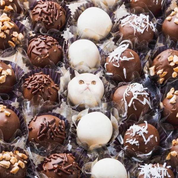 這樣的貓片，真下飯