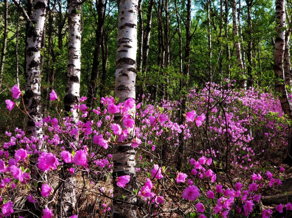 北京喇叭溝原始森林景區將於11月8號閉園 來年4月我們相約杜鵑花海 北京喇叭溝原始森林景區將於11月8號閉園 來年4月我們相約杜鵑花海
