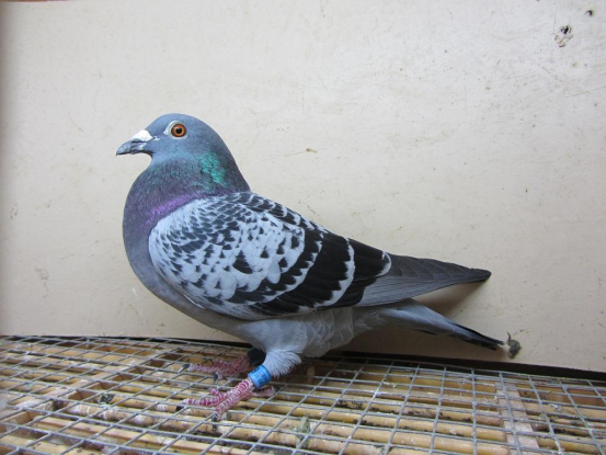 博金賽鴿丨選擇進公棚或套特比環的幼鴿，一定要格外上心