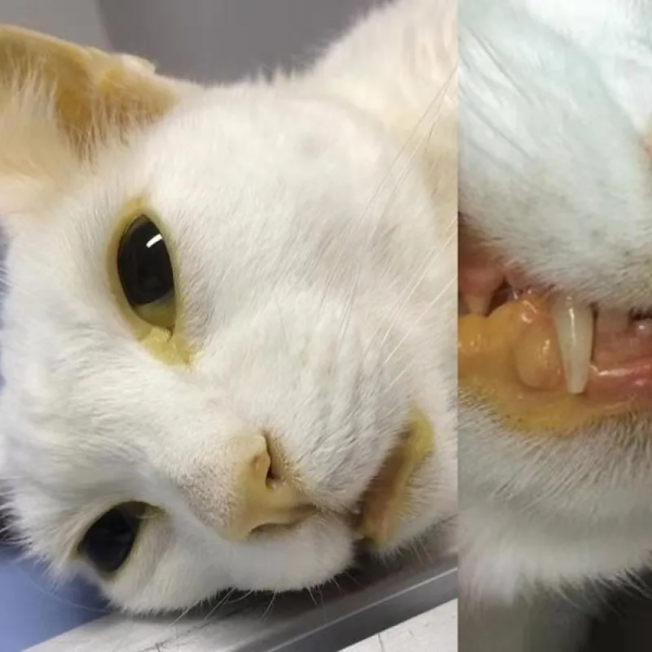 原來我的貓一直長了2顆心，快來看看你家的有嗎