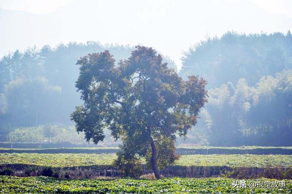 山村村民掙錢不出村，收入越高卻越後悔，看咋回事