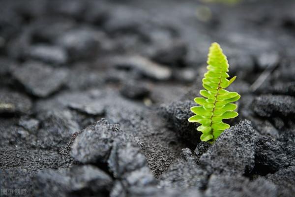 亞馬遜封禁3000中國賣家,海外版“京東”到底想幹什麼? 亞馬遜封禁3000中國賣家,海外版“京東”到底想幹什麼?