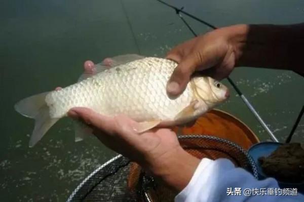 掌握散炮核心技巧,連竿狂口不再難 掌握散炮核心技巧,連竿狂口不再難