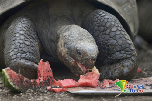 英國動物園內加拉帕戈斯象龜大快朵頤吃西瓜 英國動物園內加拉帕戈斯象龜大快朵頤吃西瓜