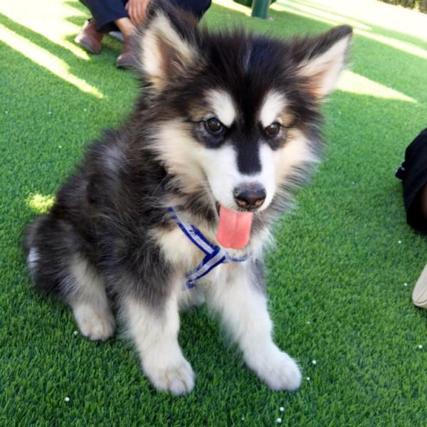 狗狗品種介紹大全！我們應該怎麼挑選適合自己的狗狗？