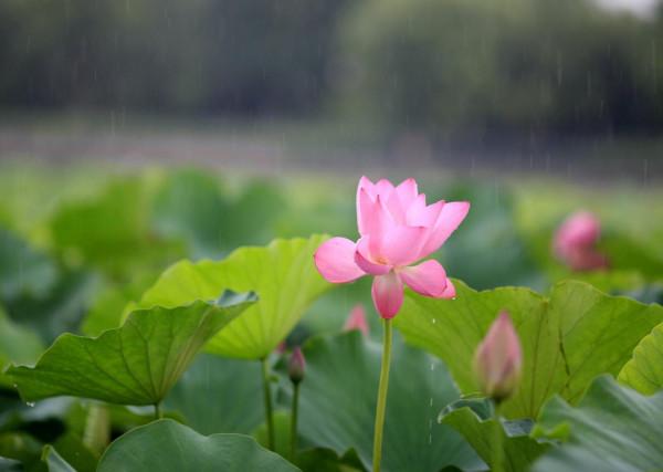 雨中賞平山河溼地公園荷花