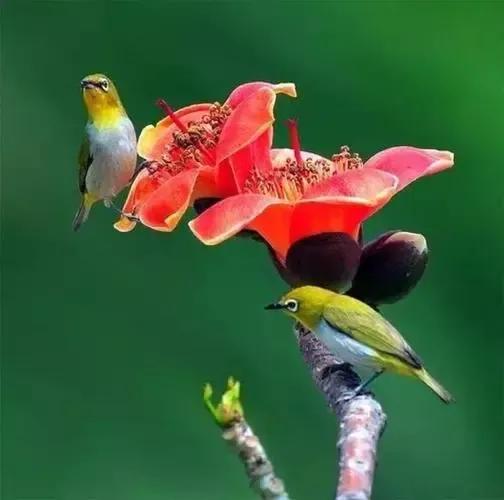 大自然的小精靈——花鳥