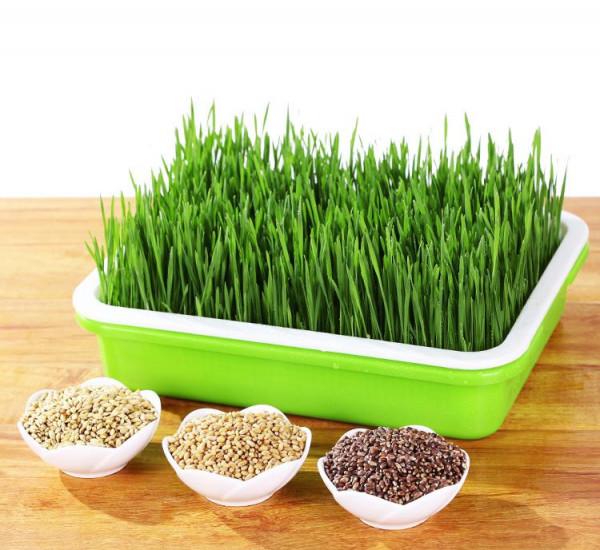 狗吃草是生病了嗎？