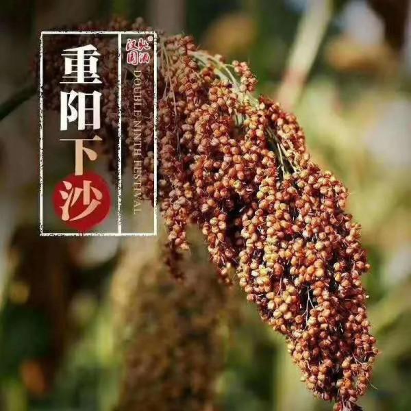 為什麼茅臺釀酒要在重陽下沙？在這個節氣有什麼優勢？