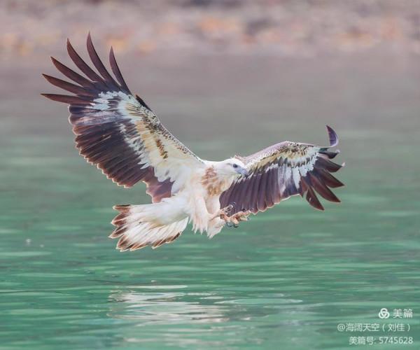 鳥類空中的戰鬥機&mdash;&mdash;白腹海雕