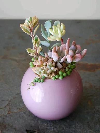 多肉的世界,簡單執著,看看你都見過哪些 多肉的世界,簡單執著,看看你都見過哪些