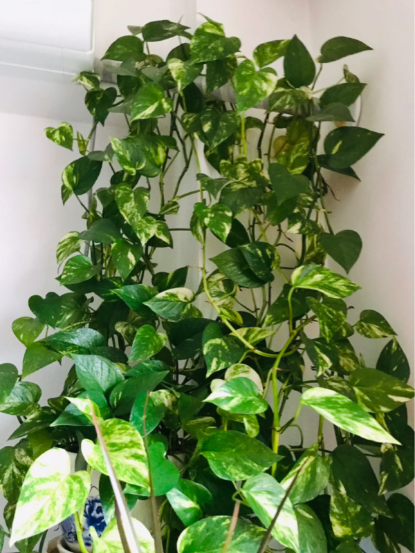 自制三種澆花水，綠蘿保證不“糧荒”，用上它15天就能快速爆盆