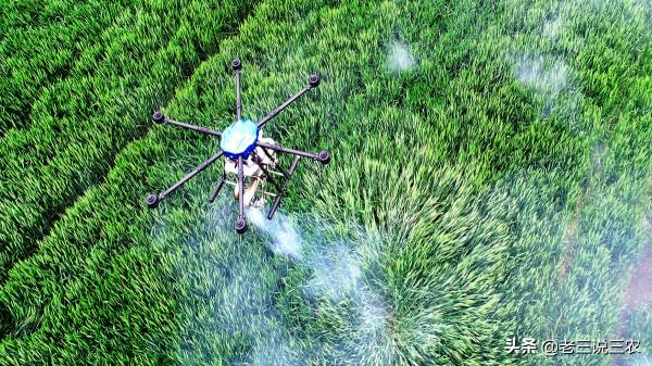 小麥想高產，只需記住“一千斤長相，八九百斤的產量”，效益翻倍