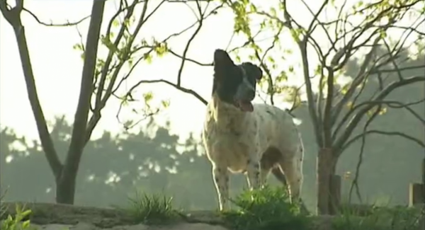 義母花犬哺育狼幼崽，入狼群和大灰談戀愛，動物的愛情也是愛情