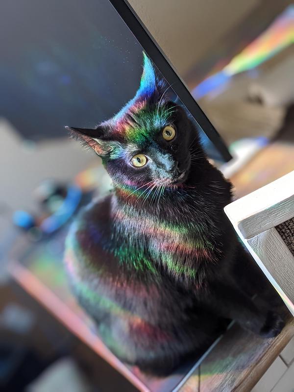 22 張可愛的動物照片,一看就很喜歡的那種 22 張可愛的動物照片,一看就很喜歡的那種