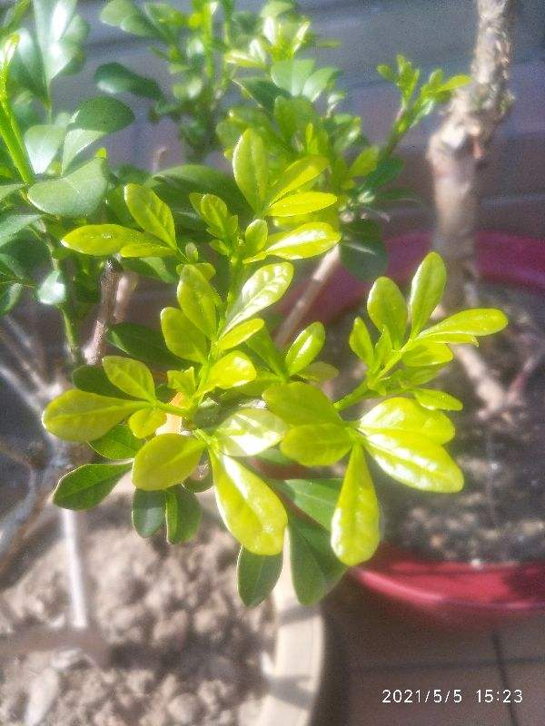 植物會打&OpenCurlyDoubleQuote;暗語&rdquo;，讀懂這2個&OpenCurlyDoubleQuote;暗語&rdquo;，才能把花養的根壯葉肥