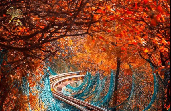 【玩轉懷柔】2021懷柔賞秋攻略出爐！一個字，絕！