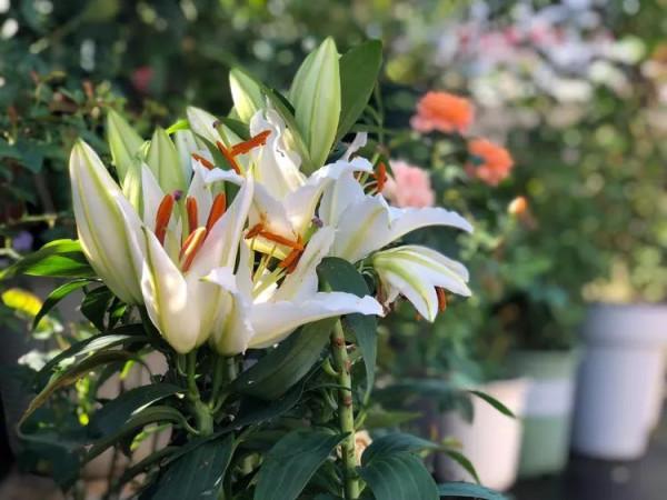 （2019）園丁獎露臺組《003號》一卷花薔 沉澱的時光