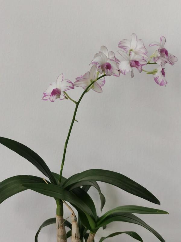 四顆出花劍了 四顆出花劍了