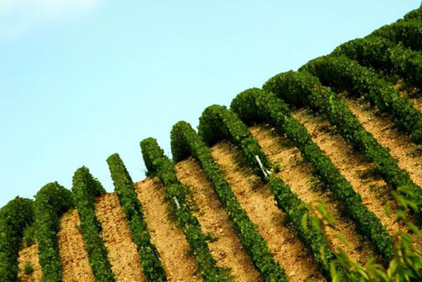 不可不知的夏布利7大特級園