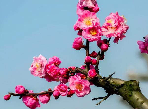花園植物小百科 | 你的花園到底適合種什麼植物？對症下藥是關鍵