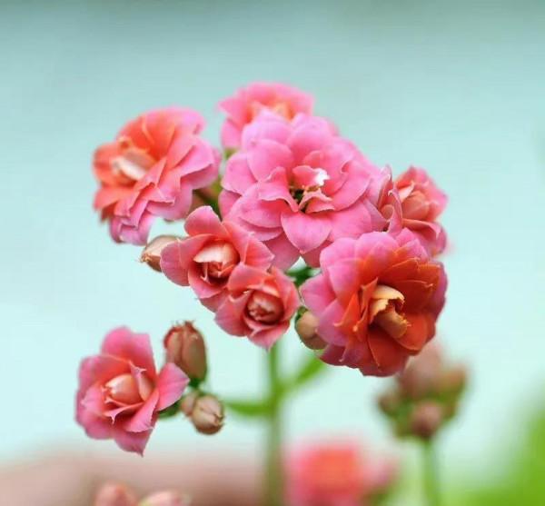 捧花的人 比花更生動,晚安 捧花的人 比花更生動,晚安