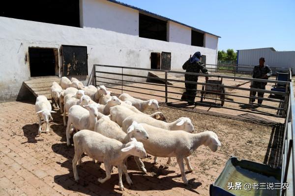 只要刷一刷曬一曬，能讓牛羊兔，長得快，無病蟲，效果好，掙錢多