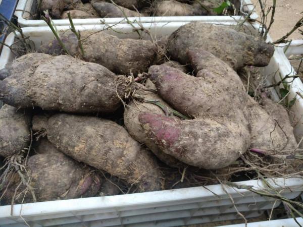 南方特有的山藥：腳板薯，酷似人腳板，曾是救命糧，如今山村才有