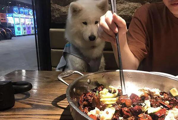 帶寵物狗進餐廳,狗狗撒歡撞到上菜服務員,造成食客嚴重燙傷 帶寵物狗進餐廳,狗狗撒歡撞到上菜服務員,造成食客嚴重燙傷