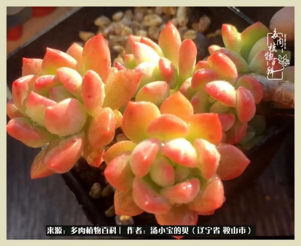 大東北的漫長冬季，我與多肉一起冬眠