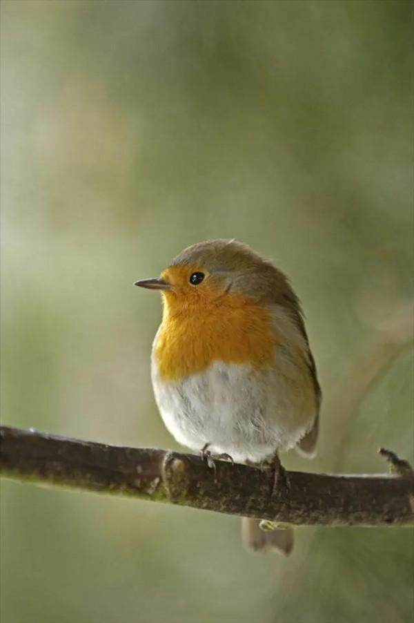 分享圖片——知更鳥（上帝之鳥）