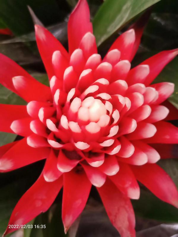 正月初三逛園博園，去花卉市場賞花