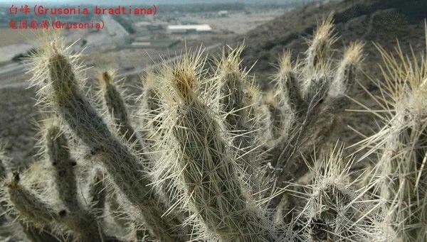 仙人球類科普之鬼團扇屬（一）