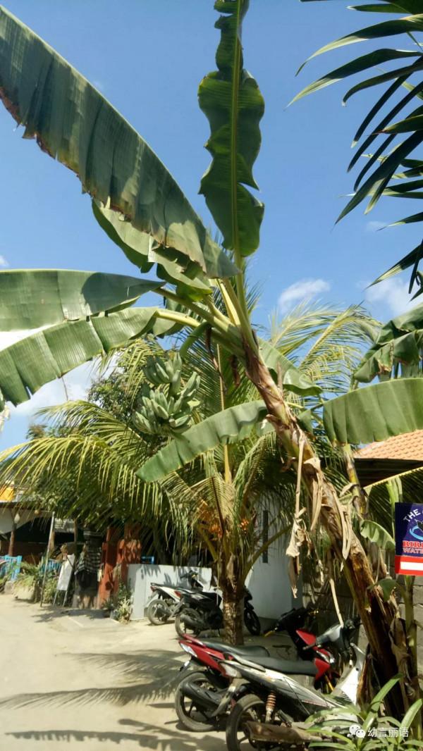 巴厘島旅遊之聽導遊講巴厘島 巴厘島旅遊之聽導遊講巴厘島