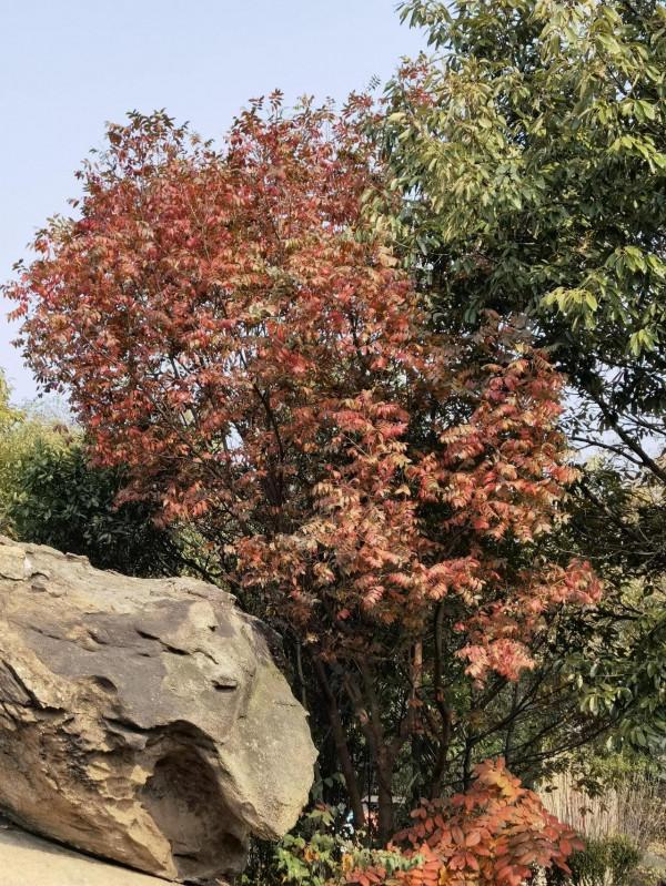 海上山晚秋——贈港校陳君、微友遠洋君